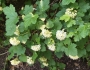 Physocarpus malvaceus image