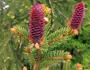 Picea abies image