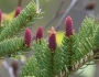 Picea glauca image