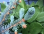 Picea pungens image