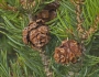 Pinus edulis image