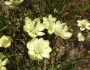 Platystemon californicus image