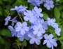 Plumbago auriculata image