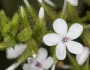 Plumbago zeylanica image