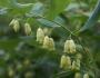 Polygonatum biflorum image