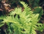 Polypodium californicum image