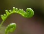 Polypodium glycyrrhiza image