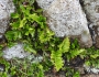 Polypodium scouleri image