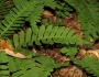 Polypodium virginianum image