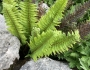 Polystichum aculeatum image