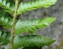 Polystichum californicum image