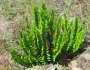 Polystichum imbricans image