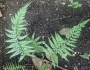 Polystichum luctuosum image