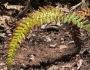 Polystichum neolobatum image