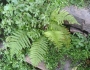 Polystichum setiferum image