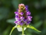 Prunella vulgaris image