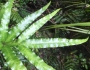 Pteris cretica image