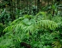 Pteris longipes image