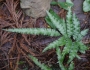 Pteris parkeri image