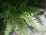 Pteris tripartita image