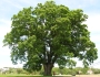 Quercus alba image