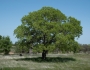 Quercus douglasii image