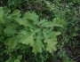 Quercus macrocarpa image