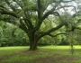 Quercus virginiana image