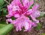 Rhododendron maximum image