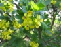 Ribes aureum image