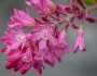 Ribes sanguineum image