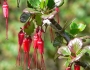 Ribes speciosum image