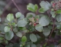 Ribes viburnifolium image