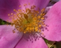 Rosa setigera image