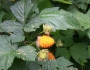 Rubus spectabilis image