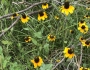 Rudbeckia amplexicaulis image