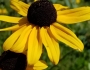 Rudbeckia hirta image