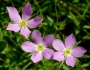 Sabatia campestris image