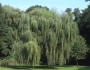 Salix babylonica image