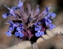 Salvia columbariae image