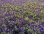 Salvia farinacea image