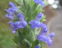 Salvia hispanica image