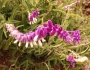 Salvia leucantha image