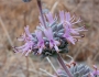 Salvia leucophylla image