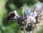 Salvia mellifera image