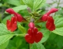 Salvia microphylla image