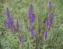 Salvia nemorosa image