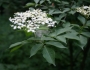 Sambucus nigra image