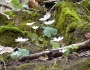 Sanguinaria canadensis image