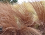 Schizachyrium scoparium image